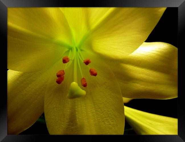 Mellow Yellow Flower Framed Print by patrick dinneen