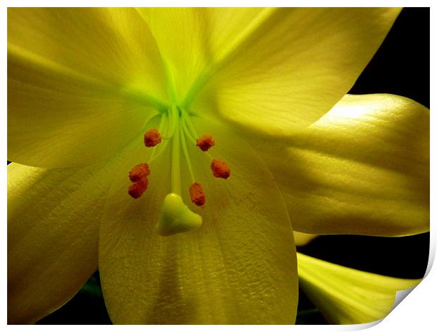 Mellow Yellow Flower Print by patrick dinneen