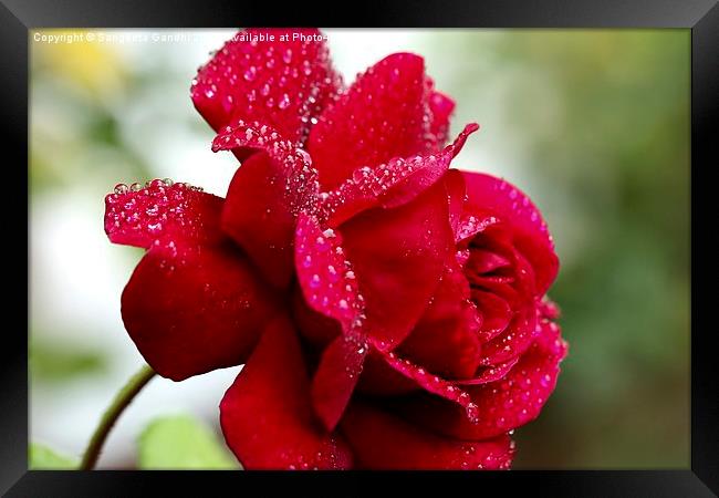  Red rose. Framed Print by Sangeeta Gandhi