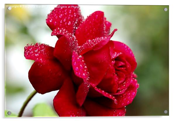  Red rose. Acrylic by Sangeeta Gandhi