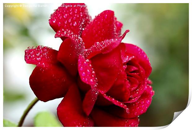  Red rose. Print by Sangeeta Gandhi