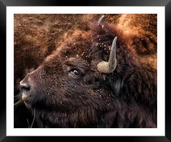  Wild Eye - Bison Framed Mounted Print by Belinda Greb