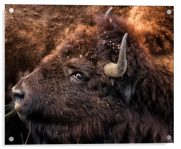  Wild Eye - Bison Acrylic by Belinda Greb