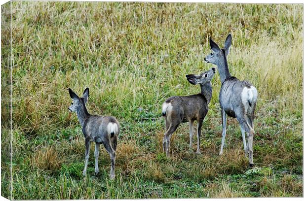  A Doe And Her Fawns - Yellowstone Canvas Print by Belinda Greb