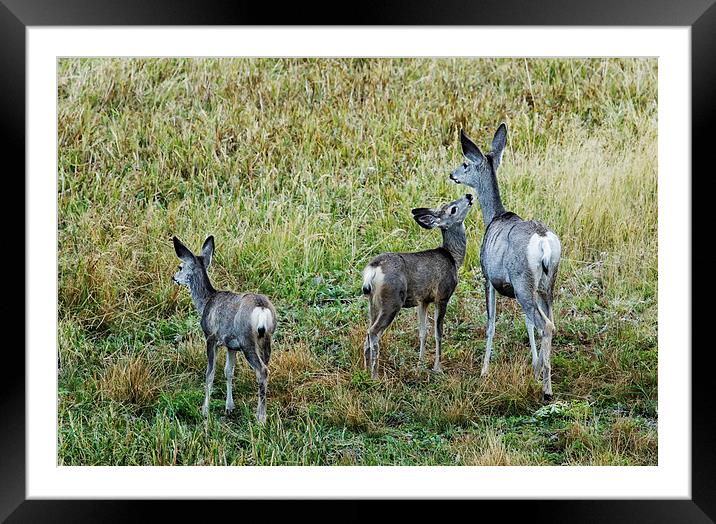  A Doe And Her Fawns - Yellowstone Framed Mounted Print by Belinda Greb
