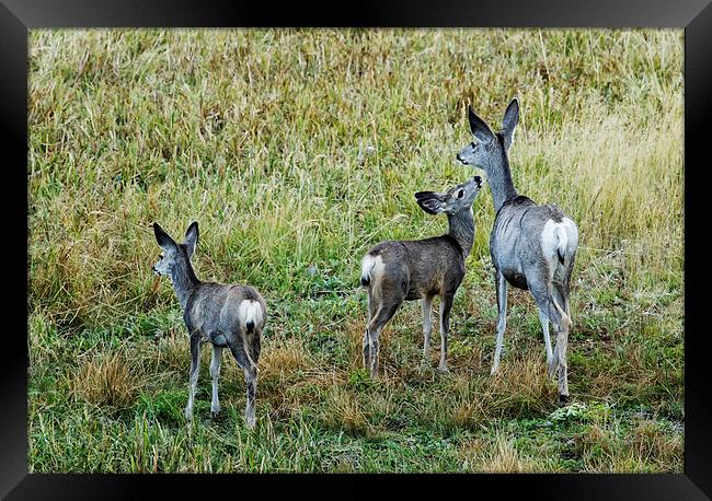  A Doe And Her Fawns - Yellowstone Framed Print by Belinda Greb