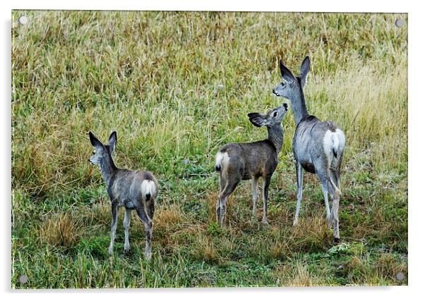  A Doe And Her Fawns - Yellowstone Acrylic by Belinda Greb