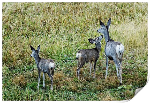  A Doe And Her Fawns - Yellowstone Print by Belinda Greb