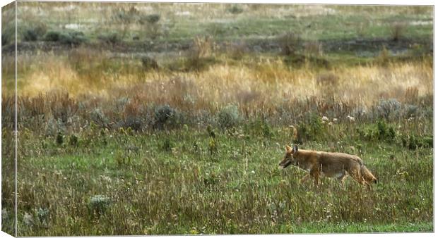  Coyote on the Prowl Canvas Print by Belinda Greb