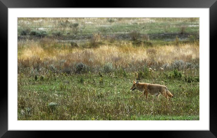  Coyote on the Prowl Framed Mounted Print by Belinda Greb
