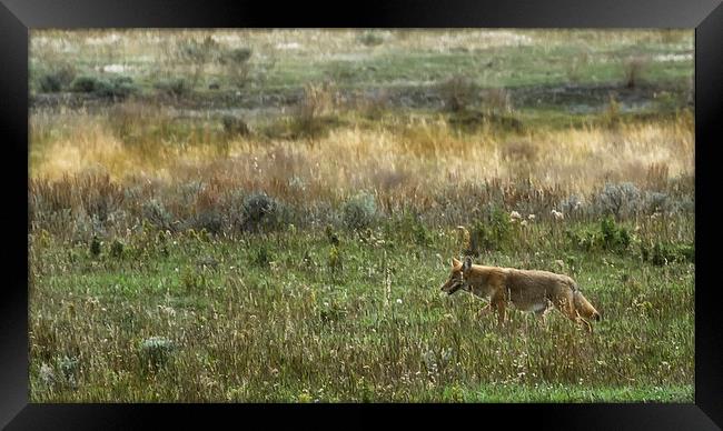  Coyote on the Prowl Framed Print by Belinda Greb