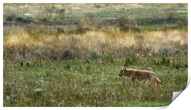  Coyote on the Prowl Print by Belinda Greb