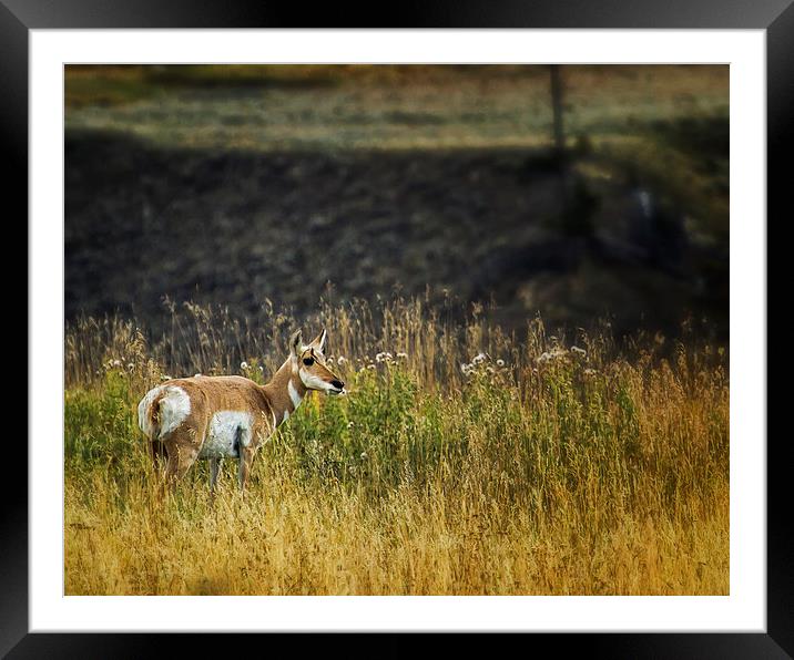  Pronghorn Antelope No. 1 - Yellowstone Framed Mounted Print by Belinda Greb