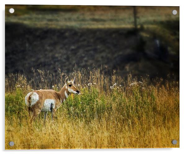  Pronghorn Antelope No. 1 - Yellowstone Acrylic by Belinda Greb