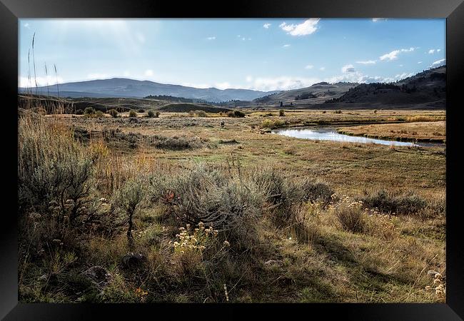  Waiting For Wolves In Lamar Valley - Yellowstone Framed Print by Belinda Greb