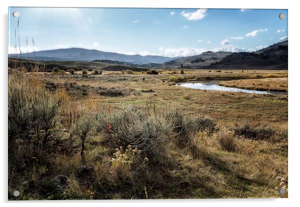  Waiting For Wolves In Lamar Valley - Yellowstone Acrylic by Belinda Greb