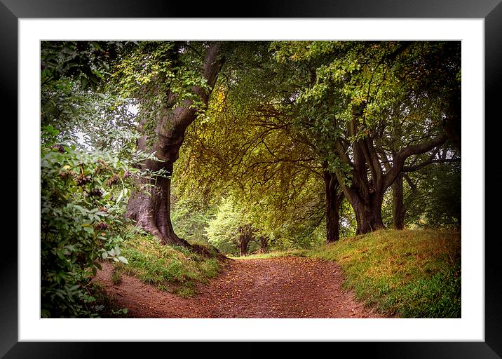 Autumnal Woods Framed Mounted Print by David Allan