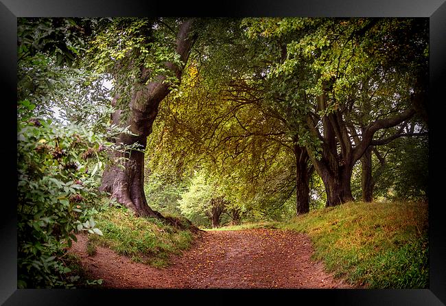 Autumnal Woods Framed Print by David Allan