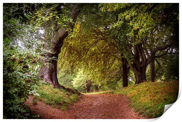 Autumnal Woods Print by David Allan
