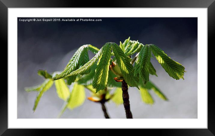 Foal Chestnut? Framed Mounted Print by Jon Gopsill