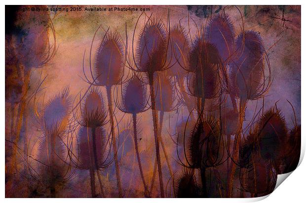  Sunset and thistles  Print by sylvia scotting
