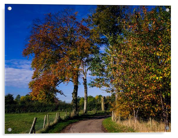 Autumns Golden Lane Acrylic by P D