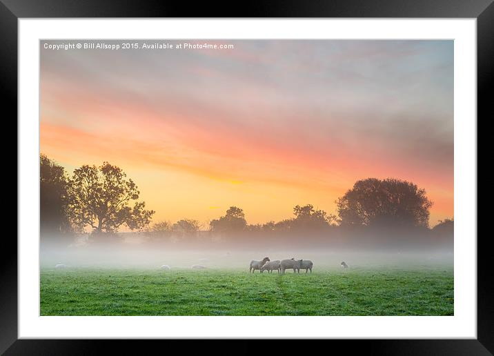 Sheep huddle together on a cold morning. Framed Mounted Print by Bill Allsopp