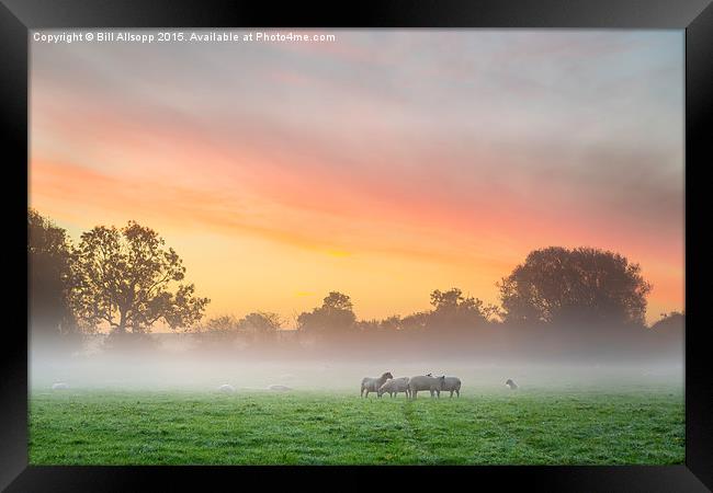 Sheep huddle together on a cold morning. Framed Print by Bill Allsopp