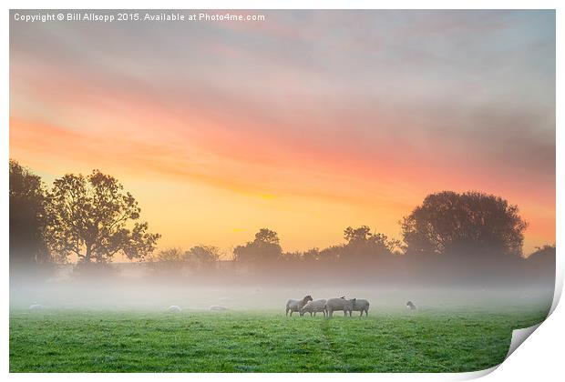 Sheep huddle together on a cold morning. Print by Bill Allsopp