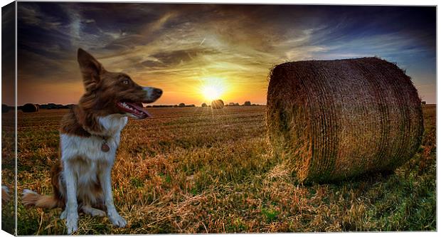 Sunset with Caley Canvas Print by Alan Simpson