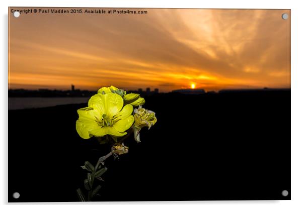 Evening Primrose, Morning Sun Acrylic by Paul Madden