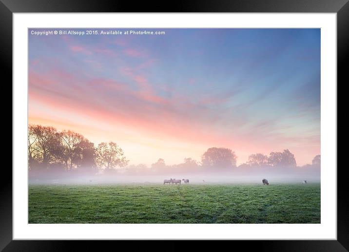 Sheep at dawn. Framed Mounted Print by Bill Allsopp