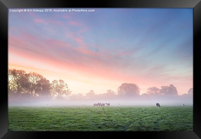 Sheep at dawn. Framed Print by Bill Allsopp
