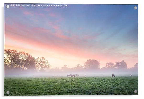Sheep at dawn. Acrylic by Bill Allsopp