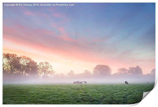 Sheep at dawn. Print by Bill Allsopp