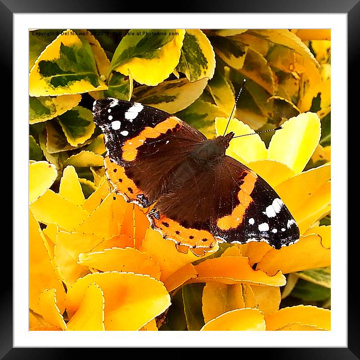  Red Admiral Framed Mounted Print by Derrick Fox Lomax