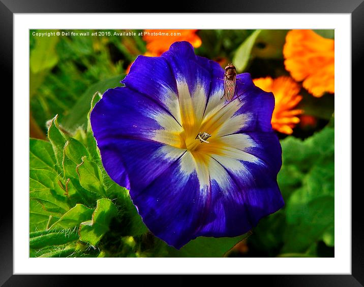  fly on the flower Framed Mounted Print by Derrick Fox Lomax