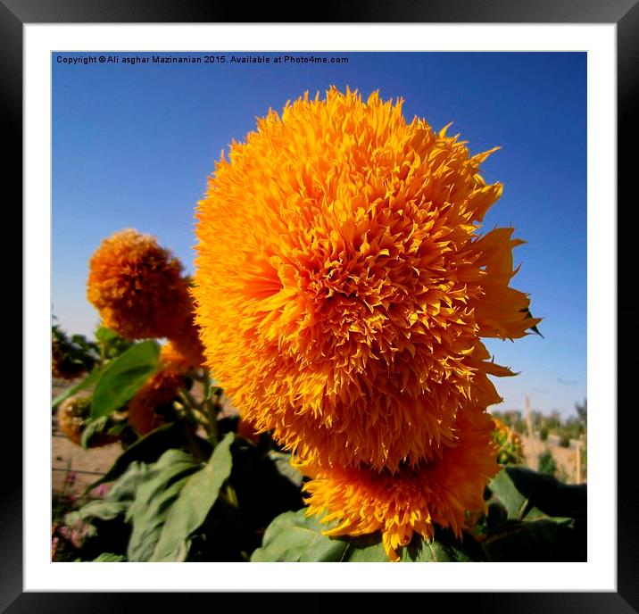 Sunflower in the blue sky, Framed Mounted Print by Ali asghar Mazinanian