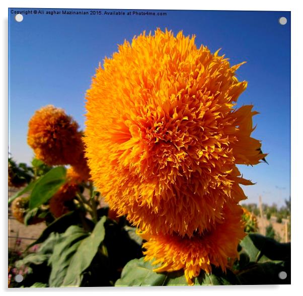 Sunflower in the blue sky, Acrylic by Ali asghar Mazinanian