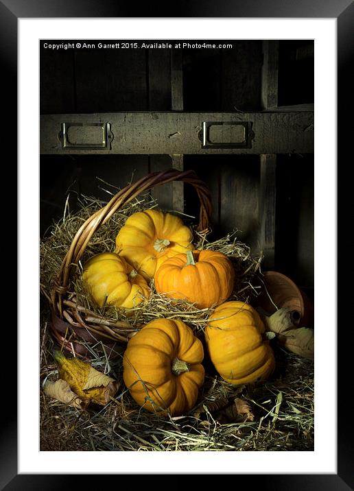 Pumpkins in a Basket 2 Framed Mounted Print by Ann Garrett