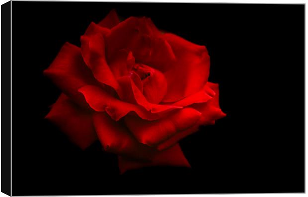  Last Rose of Summer Canvas Print by Jenny Rainbow