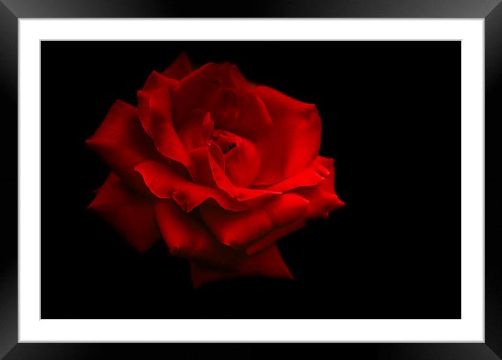  Last Rose of Summer Framed Mounted Print by Jenny Rainbow