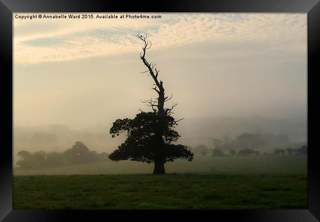 One Misty Autumn Tree. Framed Print by Annabelle Ward