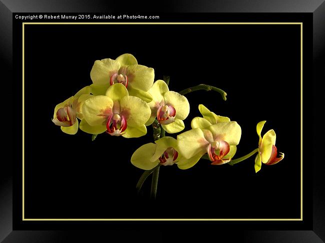 Moth Orchid  Framed Print by Robert Murray