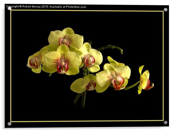 Moth Orchid  Acrylic by Robert Murray