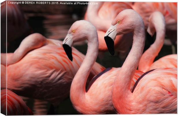 Caribbean pink flamingos Canvas Print by DEREK ROBERTS