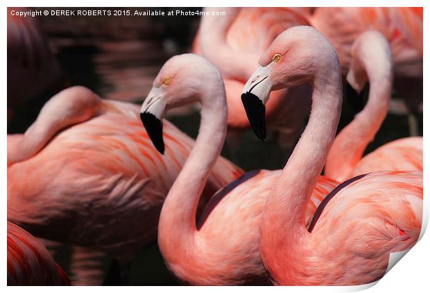 Caribbean pink flamingos Print by DEREK ROBERTS