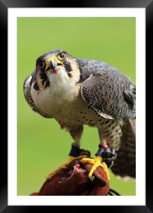  Peregrine Falcon Framed Mounted Print by Paul M Baxter