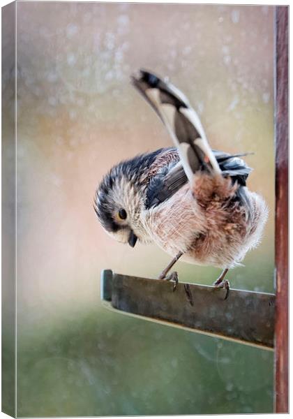  Long-Tailed Tit shelters from the rain Canvas Print by Paul M Baxter