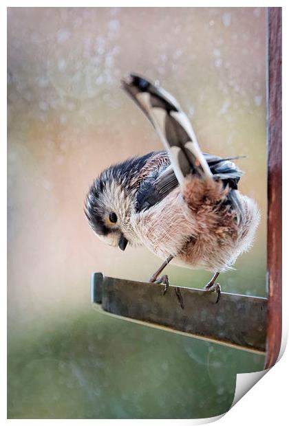  Long-Tailed Tit shelters from the rain Print by Paul M Baxter